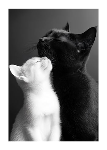 Poster Yin And Yang Cats