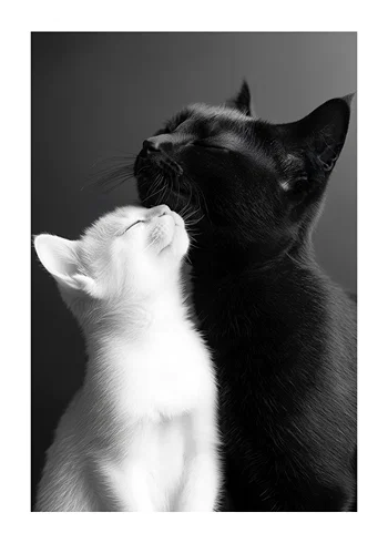 Poster Yin And Yang Cats