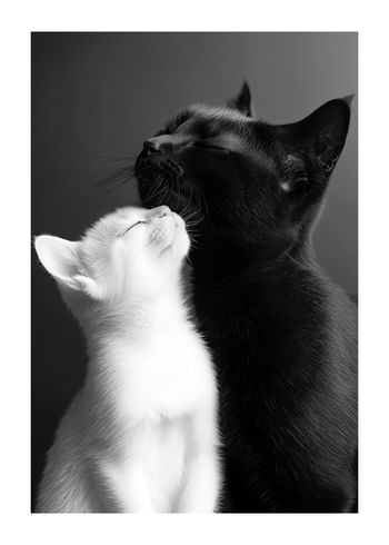 Plakat Yin And Yang Cats