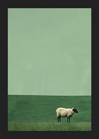 A lonely sheep in a quiet green meadow inspires tranquility.-5