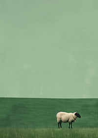 A lonely sheep in a quiet green meadow inspires tranquility.-7
