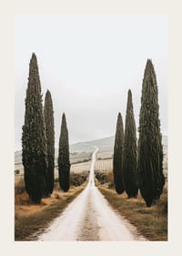 En väg kantad av cypresser leder in i ett fridfullt landskap.-3
