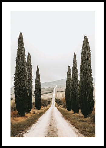 Plakat Cypress Symphony