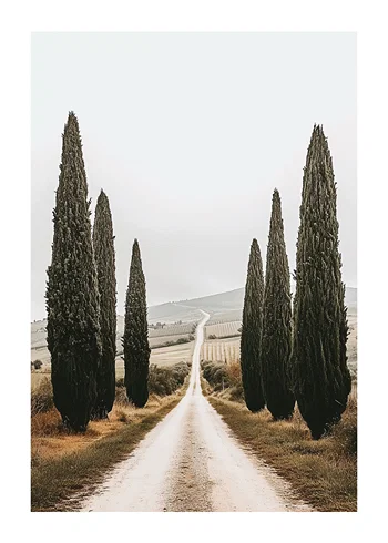 Poster Cypress Symphony