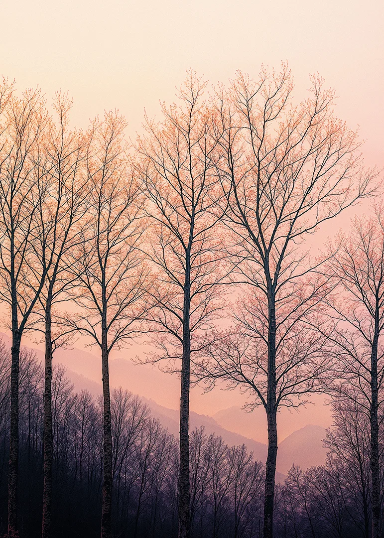 The silhouettes of the trees against a dreamy purple sky create tranquility.-12