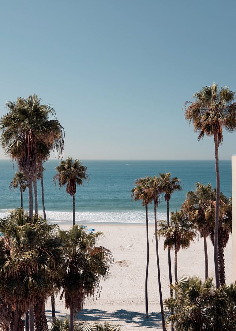Palmierii pe fundalul unui orizont liniștit al plajei creează calm și armonie.-12