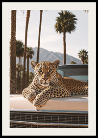 Elegant leopard vilar sig på en vintagebil i palmers skugga.-2