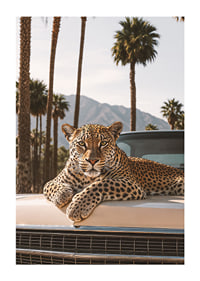 Elegant leopard vilar sig på en vintagebil i palmers skugga.-1