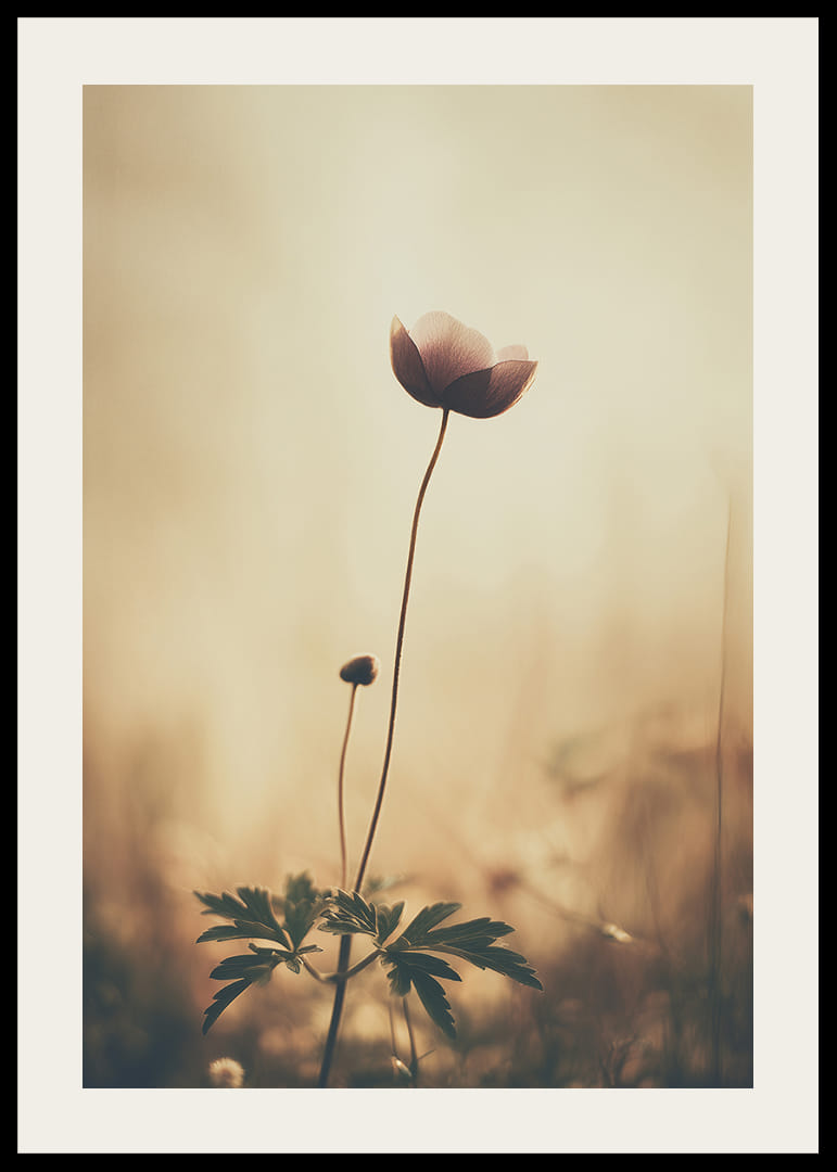 En ensam blomma sträcker sig mot morgonljuset med stilla skönhet.-12