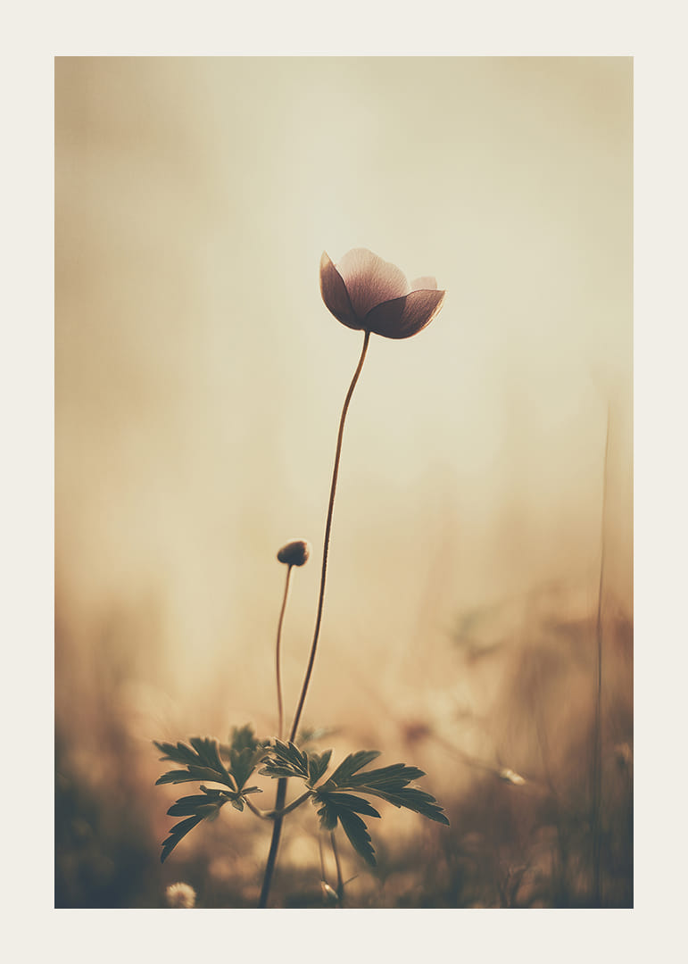 En ensam blomma sträcker sig mot morgonljuset med stilla skönhet.-12