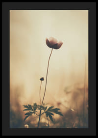 En ensam blomma sträcker sig mot morgonljuset med stilla skönhet.-4