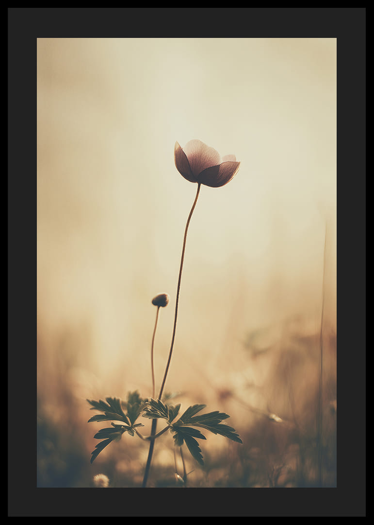 En ensam blomma sträcker sig mot morgonljuset med stilla skönhet.-12