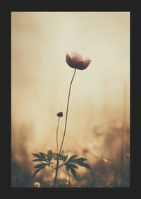 En ensam blomma sträcker sig mot morgonljuset med stilla skönhet.-5