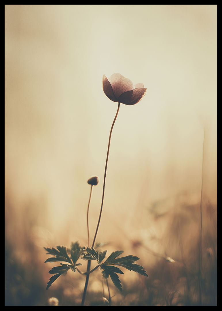 Une fleur solitaire s'étend vers la lumière du matin avec une beauté tranquille.-12