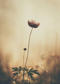 Une fleur solitaire s'étend vers la lumière du matin avec une beauté tranquille.-3