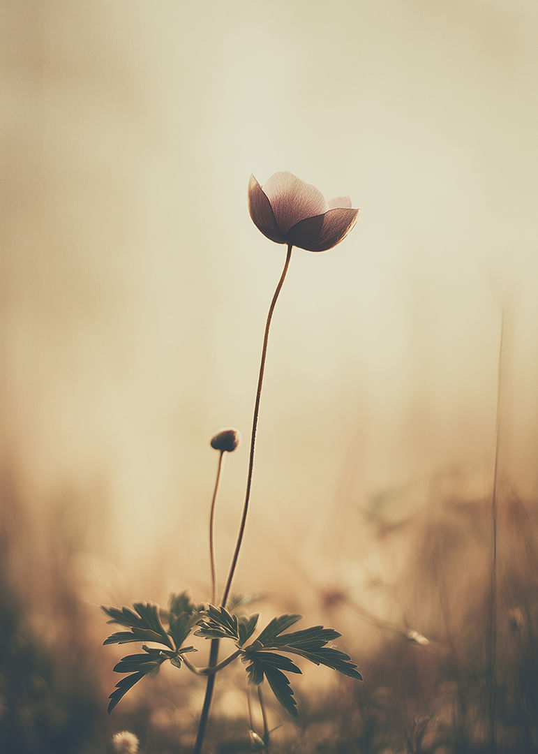 Une fleur solitaire s'étend vers la lumière du matin avec une beauté tranquille.-12