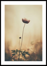 Une fleur solitaire s'étend vers la lumière du matin avec une beauté tranquille.-0