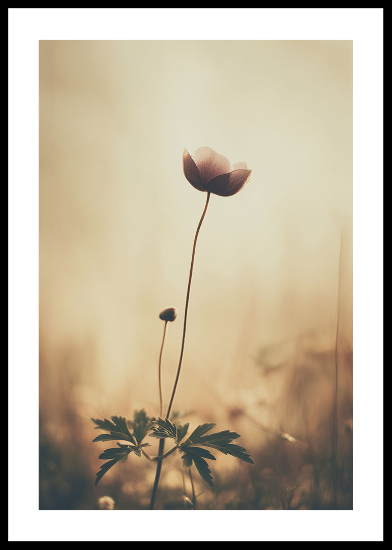 Une fleur solitaire s'étend vers la lumière du matin avec une beauté tranquille.-12