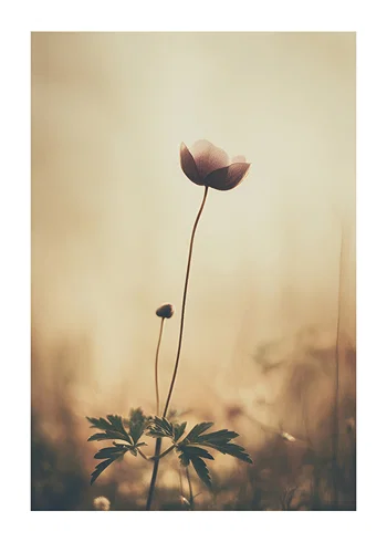 Poster Dreamy Elegance Blossom