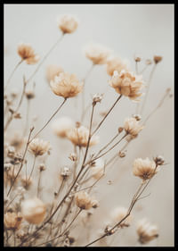 Dried flowers glow in soft golden light.-2