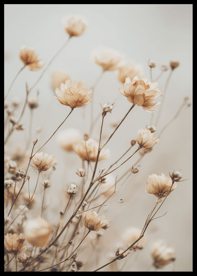Dried flowers glow in soft golden light.-12