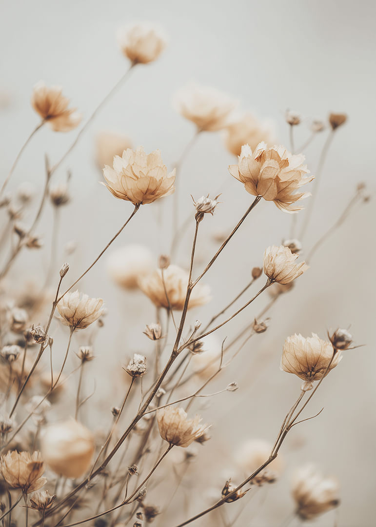 Dried flowers glow in soft golden light.-12