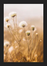 Soft autumn tones of elegant seed pods in a foggy morning.-5