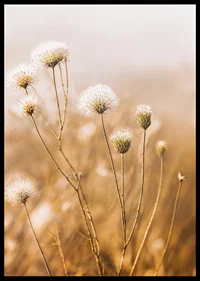 Soft autumn tones of elegant seed pods in a foggy morning.-6