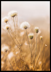Soft autumn tones of elegant seed pods in a foggy morning.-2