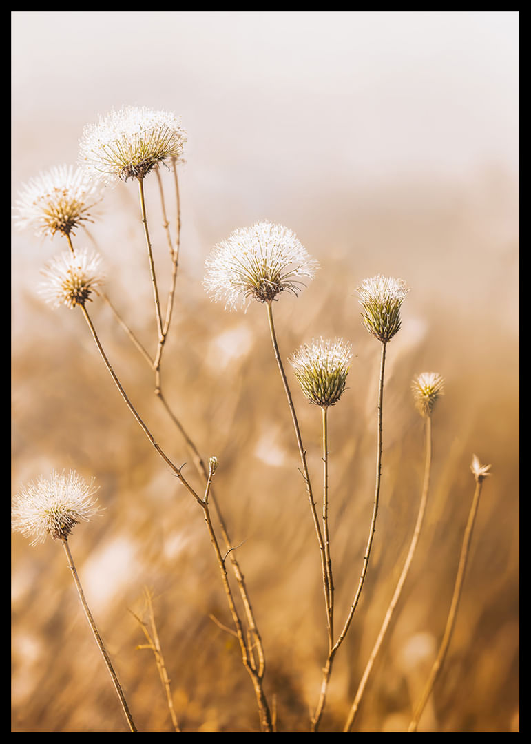 Soft autumn tones of elegant seed pods in a foggy morning.-12