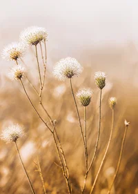 Soft autumn tones of elegant seed pods in a foggy morning.-7