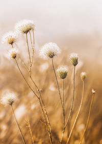 Soft autumn tones of elegant seed pods in a foggy morning.-3