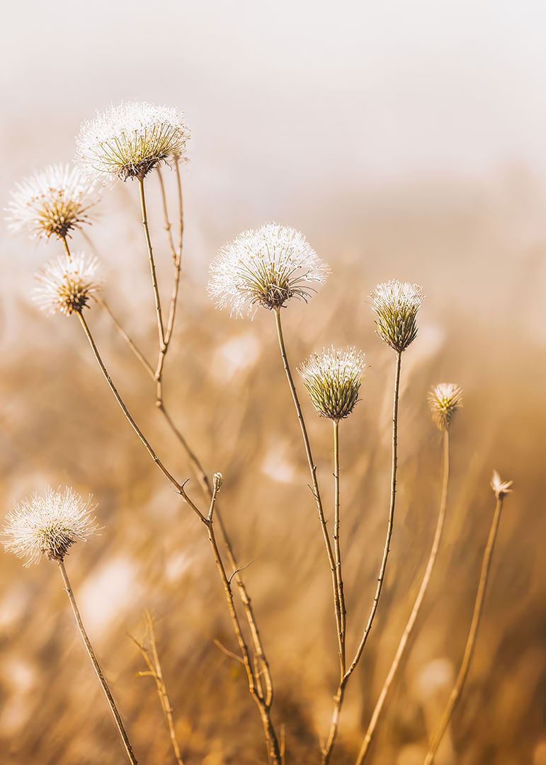 Soft autumn tones of elegant seed pods in a foggy morning.-12