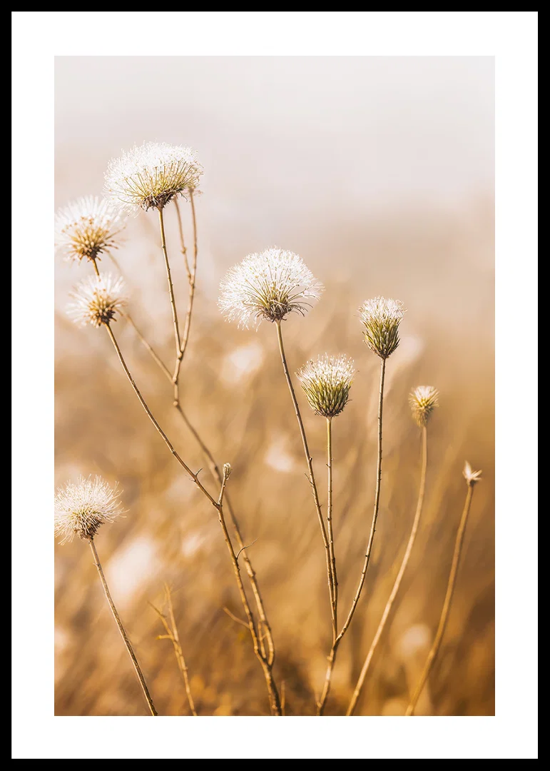 Soft autumn tones of elegant seed pods in a foggy morning.-12
