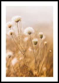 Soft autumn tones of elegant seed pods in a foggy morning.-0