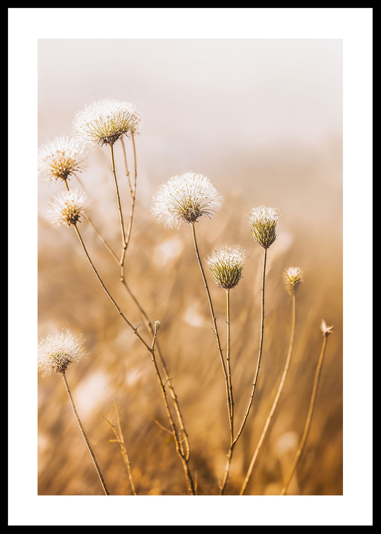 Soft autumn tones of elegant seed pods in a foggy morning.-12