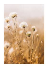 Soft autumn tones of elegant seed pods in a foggy morning.-1