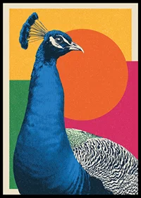 A magnificent peacock against a colorful background.-0