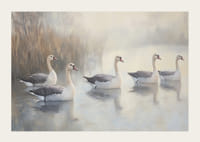 Öt fehér hattyú siklik kecsesen a tükörsima tavon.-3