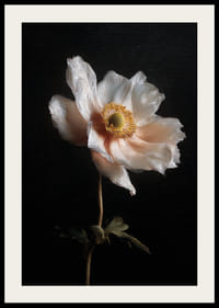 Yksinäinen kukka loistaa tummaa taivasta vasten.-2