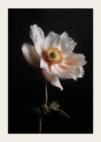 Yksinäinen kukka loistaa tummaa taivasta vasten.-3