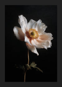 Yksinäinen kukka loistaa tummaa taivasta vasten.-5