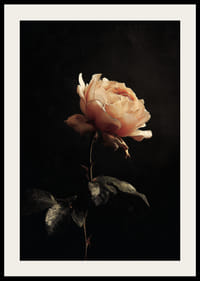 En ensom rose gløder mod en mystisk mørk baggrund.-2