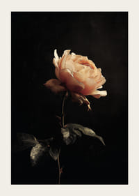 En ensom rose gløder mod en mystisk mørk baggrund.-3