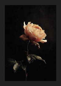 En ensom rose gløder mod en mystisk mørk baggrund.-5