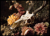 En dramatisk kombination av blommor och djurskalle.-6
