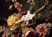 En dramatisk kombination av blommor och djurskalle.-7