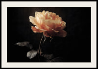 A lone rose glows softly against a dark background.-2