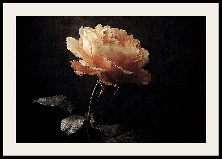 A lone rose glows softly against a dark background.-12