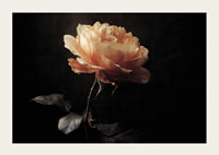 A lone rose glows softly against a dark background.-3